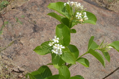 Holarrhena pubescens